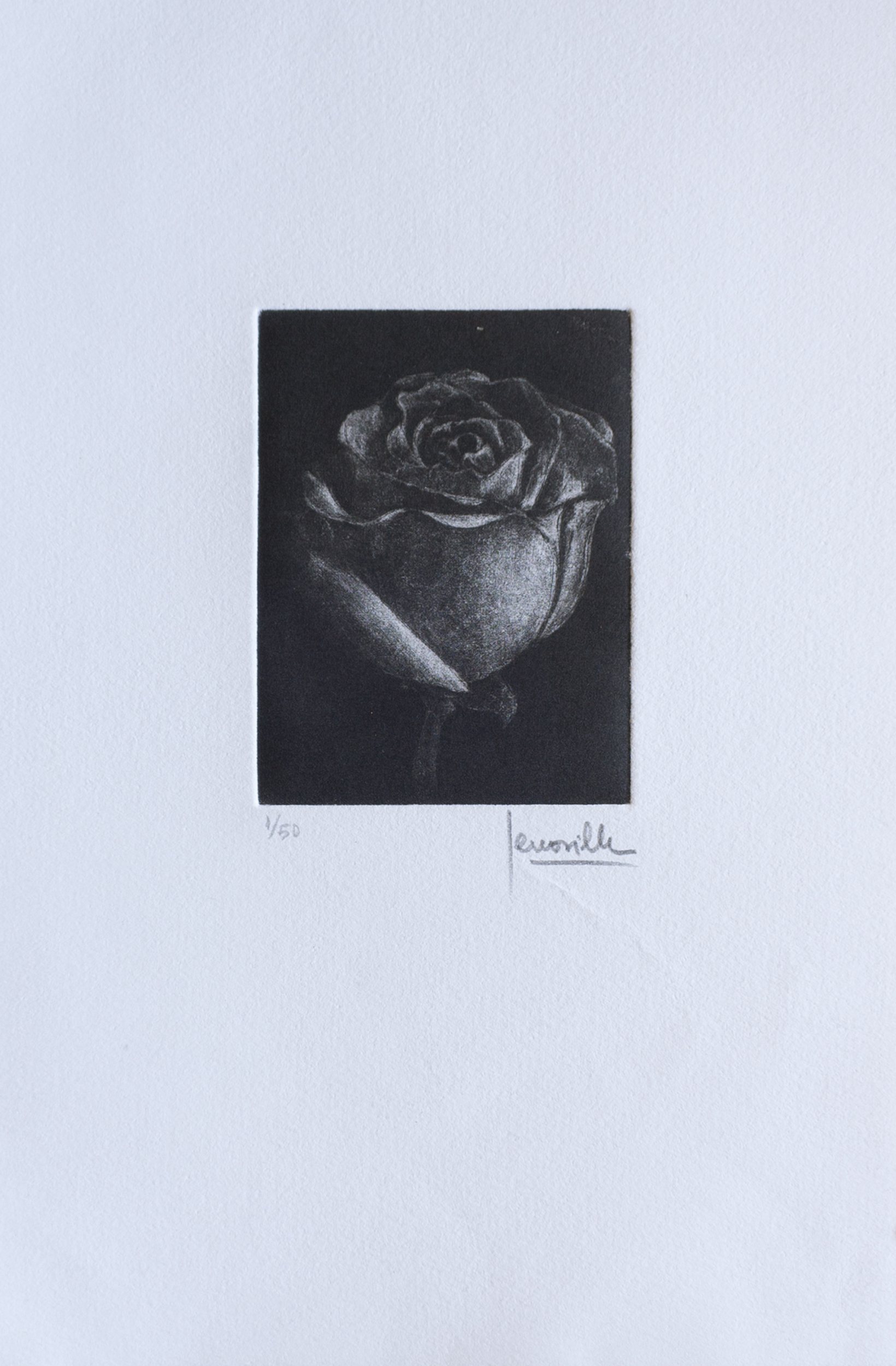 Rosa